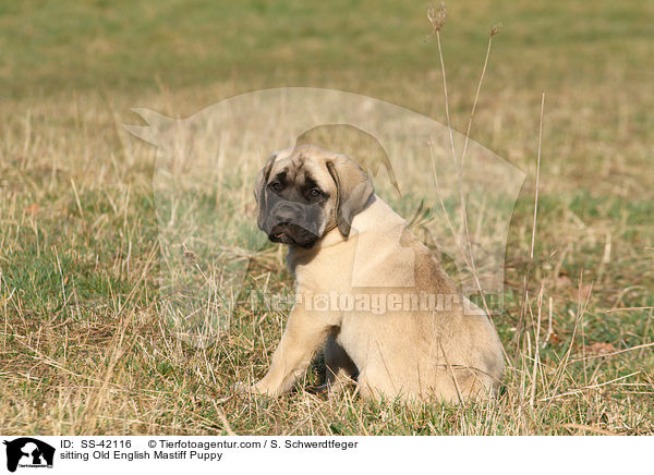 sitting Old English Mastiff Puppy / SS-42116