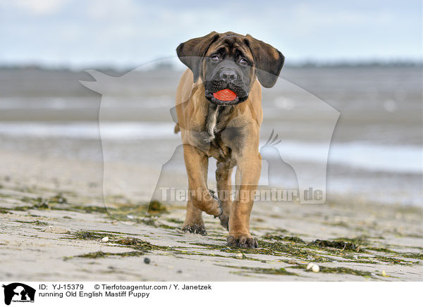 running Old English Mastiff Puppy / YJ-15379