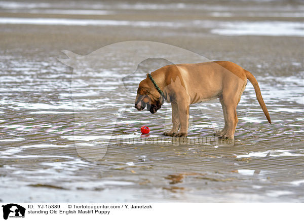 standing Old English Mastiff Puppy / YJ-15389