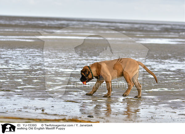 walking Old English Mastiff Puppy / YJ-15393