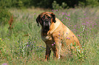 sitting Old English Mastiff