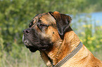 Old English Mastiff Portrait