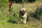 walking Old English Mastiff