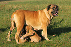 Old English Mastiffs