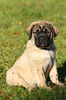 Old English Mastiff Puppy