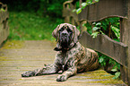 lying Old English Mastiff