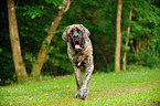 walking Old English Mastiff