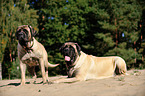 Old English Mastiffs