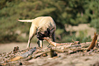 nibbling Old English Mastiff