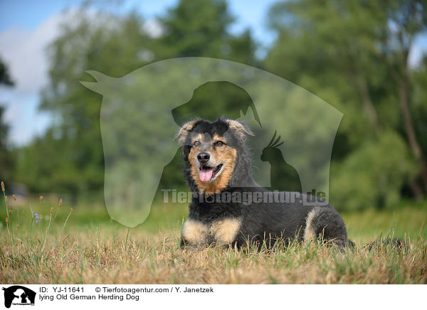 lying Old German Herding Dog / YJ-11641