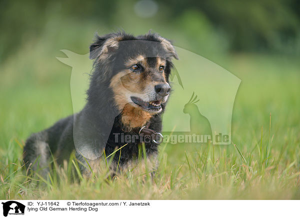 lying Old German Herding Dog / YJ-11642