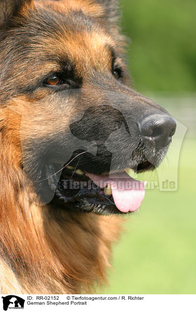 German Shepherd Portrait / RR-02152