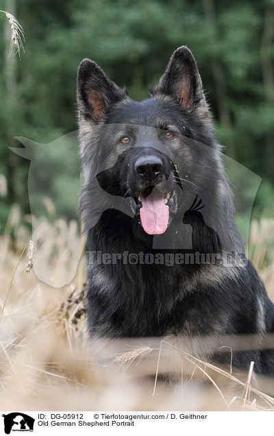 Old German Shepherd Portrait / DG-05912