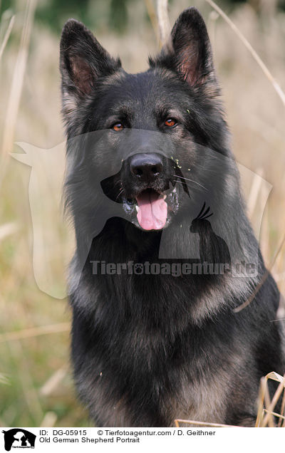Old German Shepherd Portrait / DG-05915