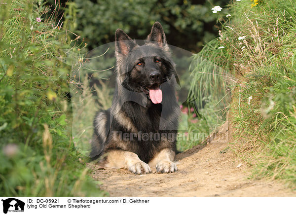 lying Old German Shepherd / DG-05921
