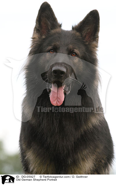 Old German Shepherd Portrait / DG-05927