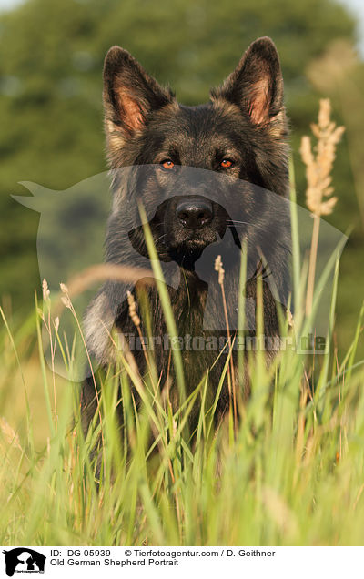 Old German Shepherd Portrait / DG-05939
