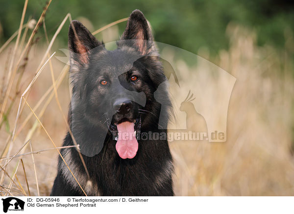 Old German Shepherd Portrait / DG-05946