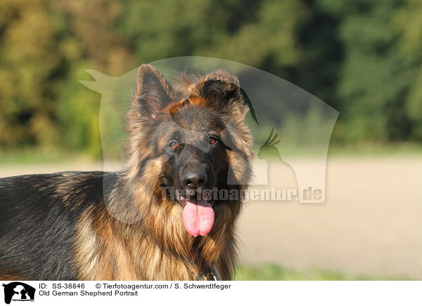 Old German Shepherd Portrait / SS-38846