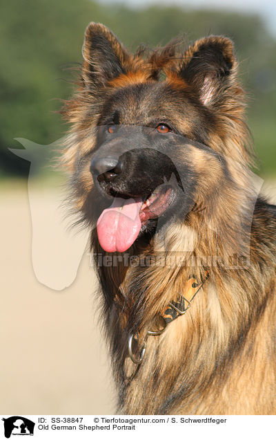 Old German Shepherd Portrait / SS-38847