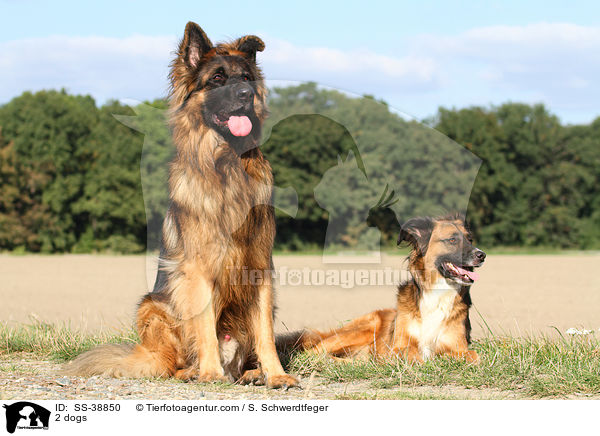 2 Hunde / 2 dogs / SS-38850