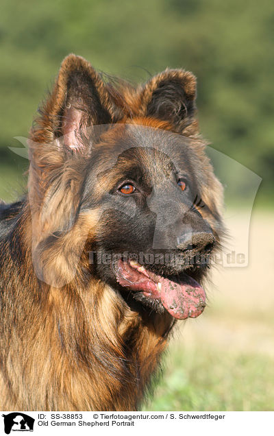Old German Shepherd Portrait / SS-38853