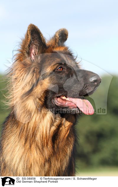 Old German Shepherd Portrait / SS-38858