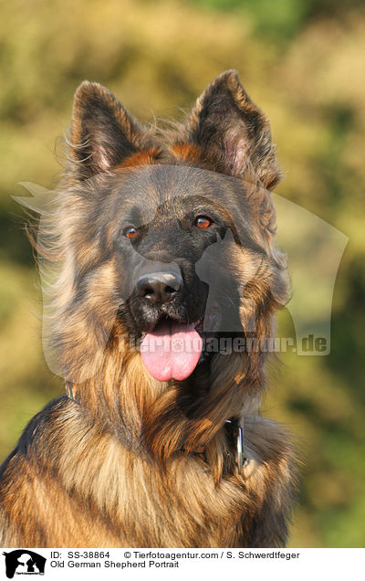 Old German Shepherd Portrait / SS-38864