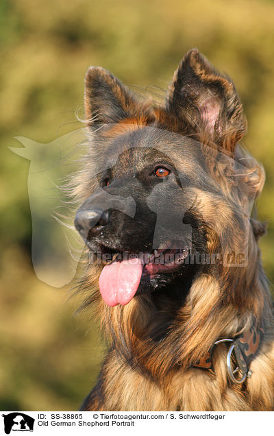 Old German Shepherd Portrait / SS-38865