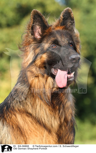 Old German Shepherd Portrait / SS-38866
