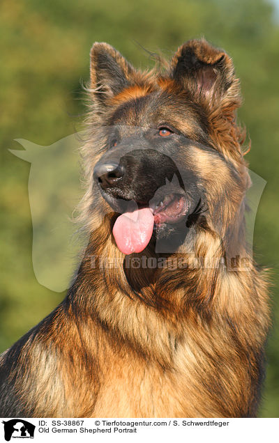 Old German Shepherd Portrait / SS-38867
