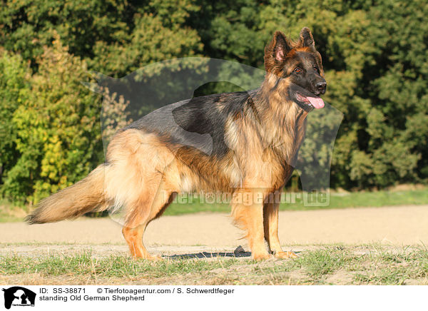 standing Old German Shepherd / SS-38871