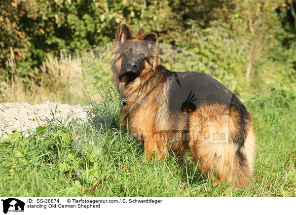standing Old German Shepherd / SS-38874