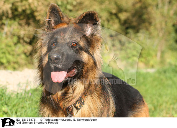 Old German Shepherd Portrait / SS-38875