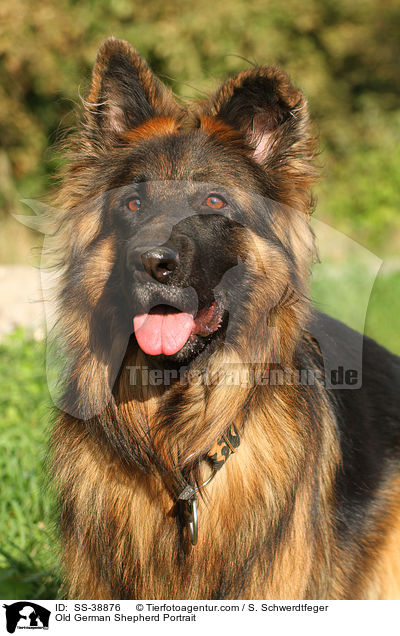 Old German Shepherd Portrait / SS-38876