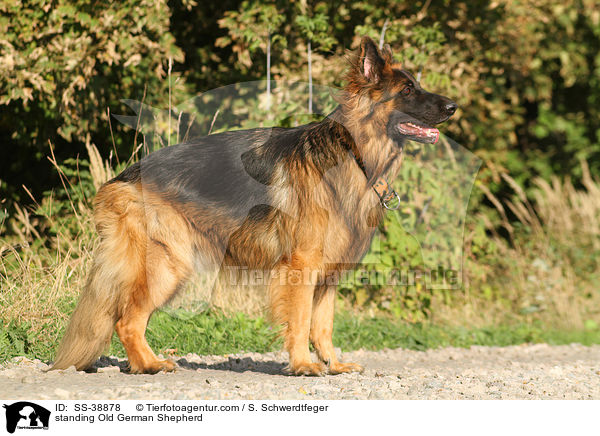 standing Old German Shepherd / SS-38878