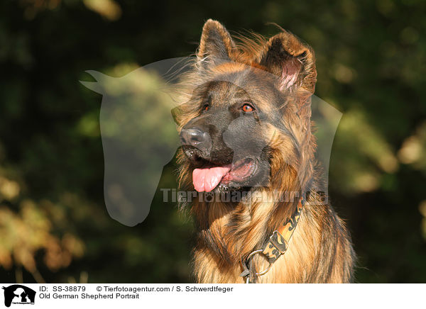 Old German Shepherd Portrait / SS-38879