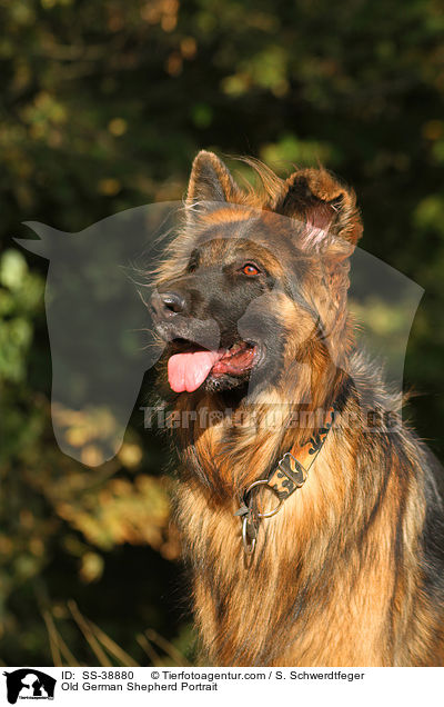 Old German Shepherd Portrait / SS-38880