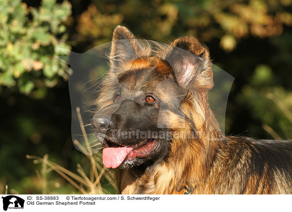 Old German Shepherd Portrait / SS-38883