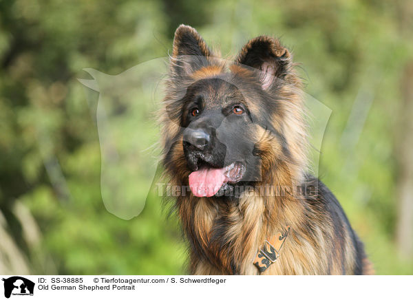 Old German Shepherd Portrait / SS-38885