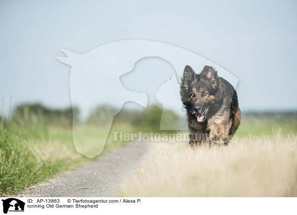running Old German Shepherd / AP-13863