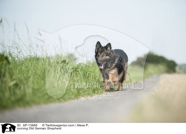 running Old German Shepherd / AP-13866