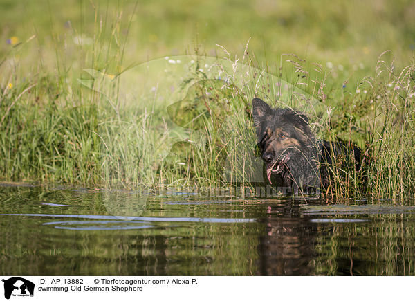 swimming Old German Shepherd / AP-13882