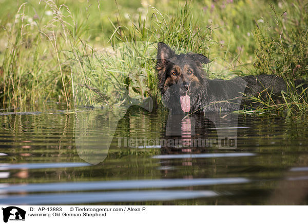 swimming Old German Shepherd / AP-13883