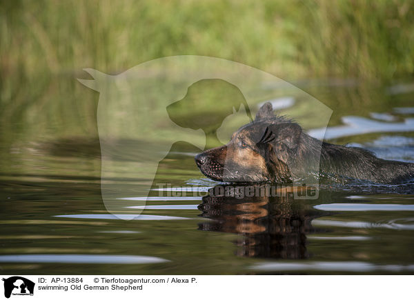 swimming Old German Shepherd / AP-13884