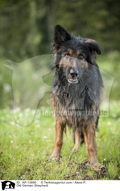 Old German Shepherd / AP-13890