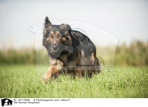 Old German Shepherd / AP-13896