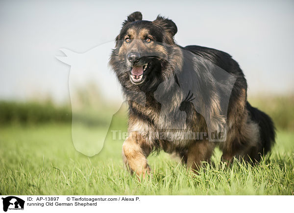 running Old German Shepherd / AP-13897