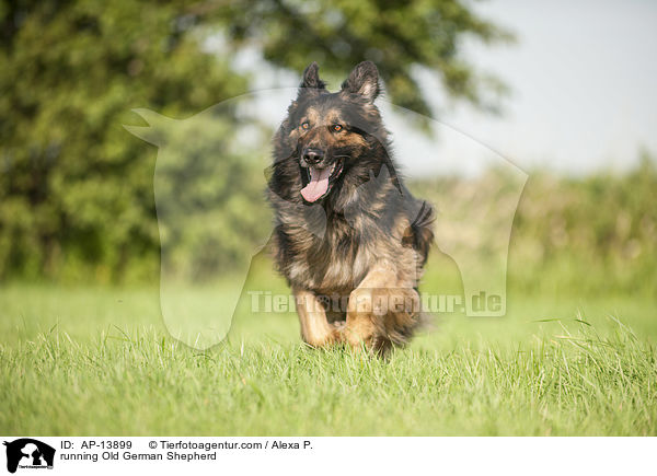 running Old German Shepherd / AP-13899