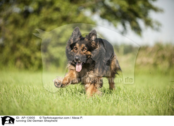 running Old German Shepherd / AP-13900